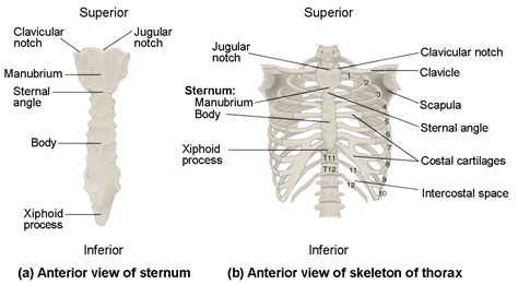 Anatomy Of Body What Under Rib Age : Costochondritis Treatment For ...