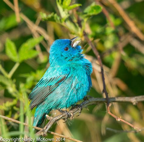 Photographing Indigo Buntings and The Illusion of Seeing Blue | Welcome ...