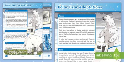 Polar bear has Black Skin | Adaptations of a Polar Bear