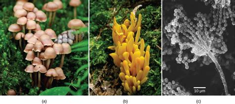 Fungi | Organismal Biology