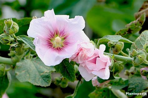 50 Alcea Perennial Black Hollyhock Flower Seeds Perennial Seeds Home ...