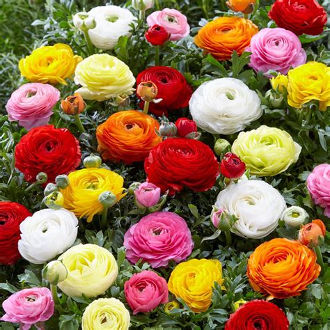 Ranunculus Bulbs - Mix | Flower Bulbs | Eden Brothers