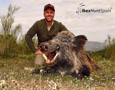 Wild Boar Hunting in Spain