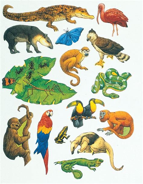 Rainforest Animals And Plants Drawings