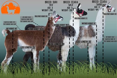 Llama Breeding - Wilderness Ridge Trail Llamas