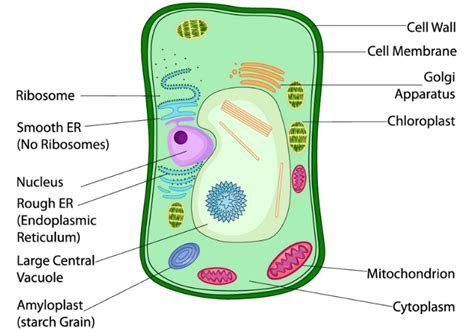 Plant Cells Educational Resources K12 Learning, Life Science, Science ...