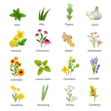 Nombres De Las Plantas Medicinales - Image to u