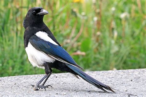 Black-Billed Magpie