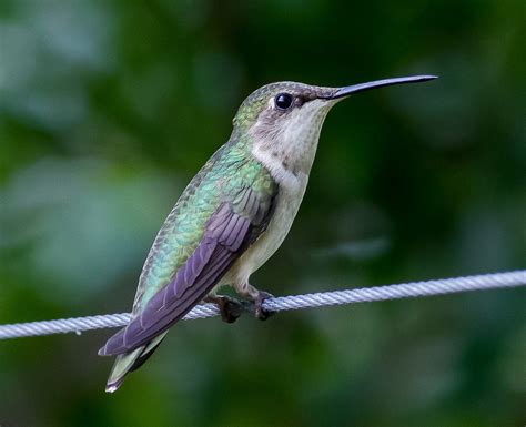 Ruby-throated Hummingbird Free Stock Photo - Public Domain Pictures