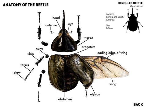 Beetles - An interactive/animated eBook | Beautiful bugs, Beetle, Bug art