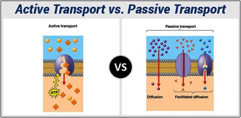 Differences between Active Transport and Passive Transport (Diffusion ...