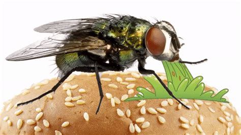 The Gross Truth About Flies In Your Food | ThatViralFeed