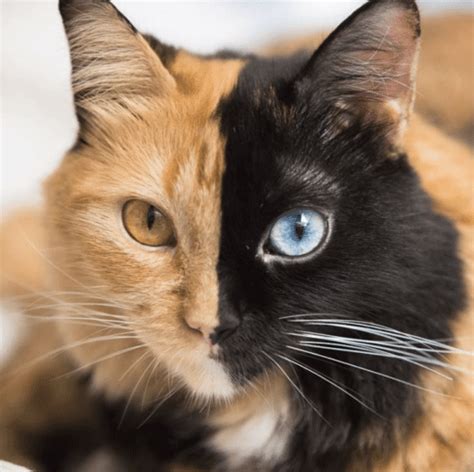 Chimeras: The genetics behind this amazing-looking 'two-faced' cat ...