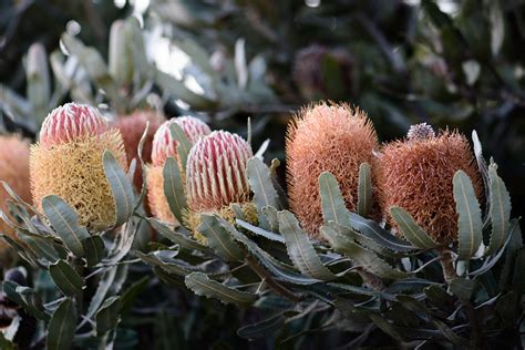 Banksias Can Easily Be Propagated From Seeds – Transitional Content