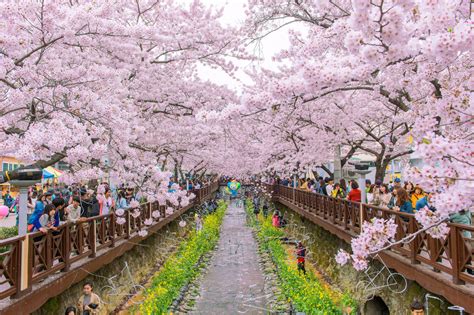 When and Where to Enjoy Cherry Blossoms in South Korea This Season ...