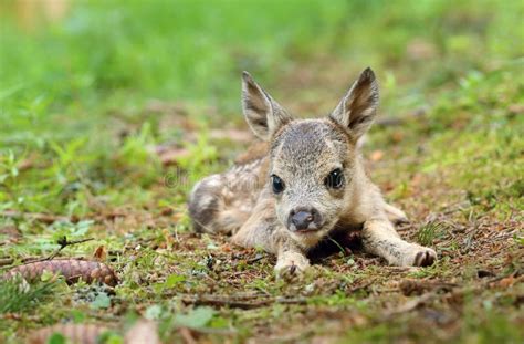 Adorable Roe Deer Fawn in Forest Stock Image - Image of lying, adorable ...