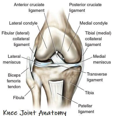 Knee Anatomy