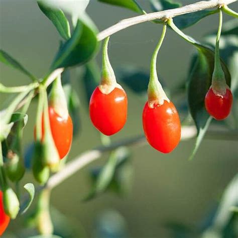 1x Goji Berry Or Wolfberry Plant - Local Seeds