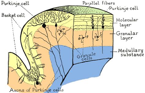 Basket Cells Drawing