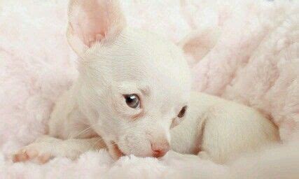 Albino Chihuhu (With images) | Chihuahua puppies, Teacup chihuahua ...