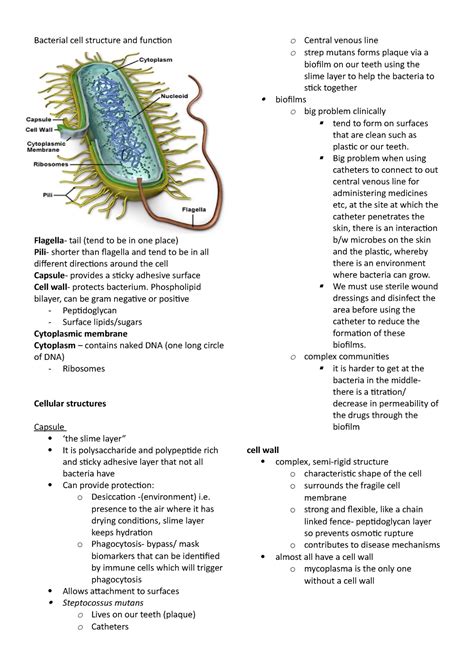 Bacterial Cell Parts And Their Functions | Reviewmotors.co