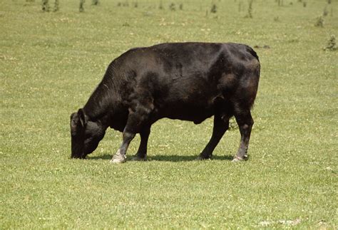 Angus | Grass-fed, Beef Quality, Marbling | Britannica