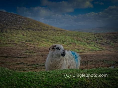 The Dingle Peninsula is a land full of history ... | Experience the ...