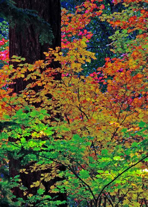 Oregon fall color | Fall colors, Oregon falls, Beautiful fall