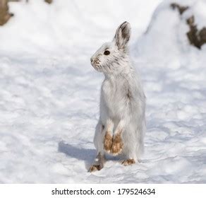 White Snowshoe Hare Winter Stock Photo 179524634 | Shutterstock