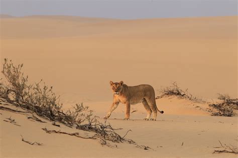 Amazing Facts about the 5 Desert-Adapted Animals of Namibia - Rhino ...