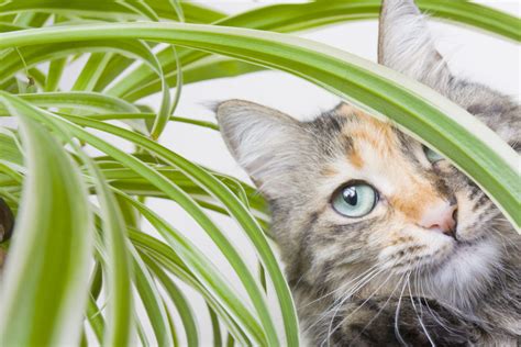 Making a Delightful Indoor Cat Garden | In-Home Pet Euthanasia - Heron ...