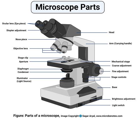 Which Part of an Optical Microscope Contains a Magnifying Lens ...