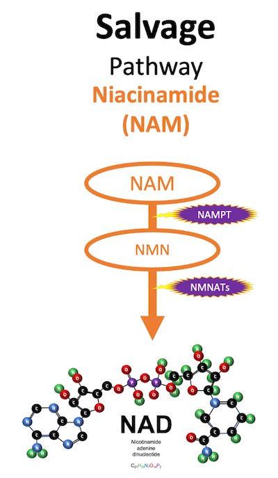 What Are These "Metabolic Pathways" that Produce NAD?