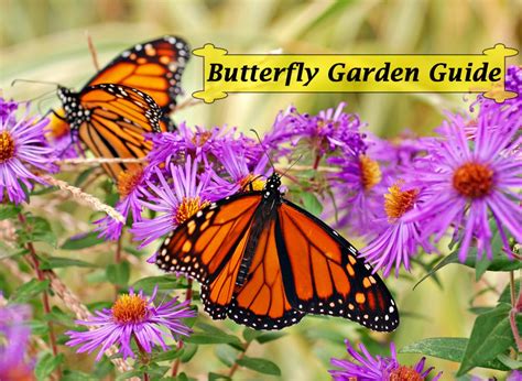 annies home: Create a Butterfly Garden