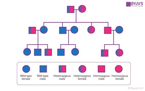 Pedigree Analysis - Genetic History of Family and its Disorders