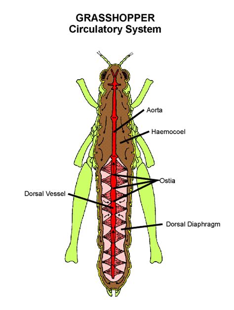 Grasshopper Circulation | Department of Entomology