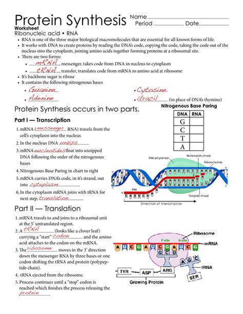 Protein Synthesis Worksheet Page 1 | 7th Grade Science | Pinterest ...