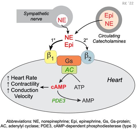 CV Pharmacology | Beta-Adrenoceptor Antagonists (Beta-Blockers)