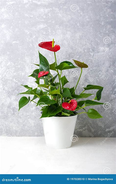 House plant Anthurium stock photo. Image of araceae - 197028510