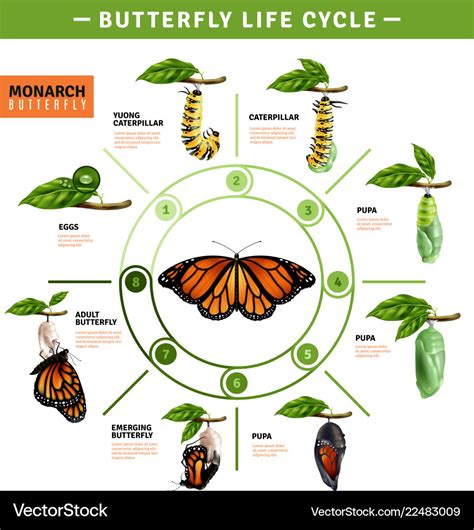 Butterfly life cycle infographics Royalty Free Vector Image