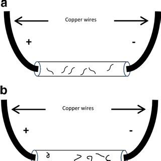 A schematic that represents the position of the worms before and during ...