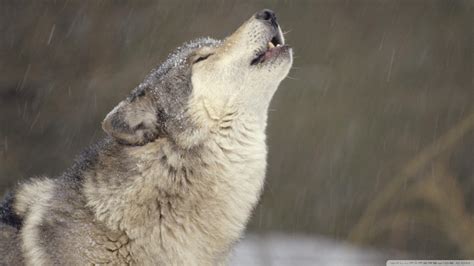 Download Howling Timber Wolf Temperate North America Wallpaper ...