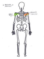 alla Poppy: Movement and Muscles at the Shoulder horizontal abduction ...