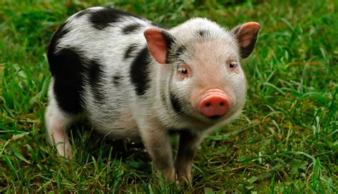 Teacup Pigs | What to Know Before You Buy or Adopt a Teacup Pig