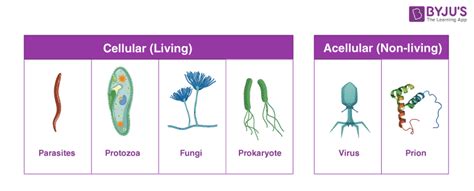 What are Pathogens? An Overview of Pathogens and their Types