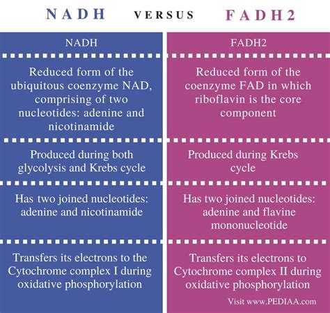 Difference Between NADH and FADH2 - Pediaa.Com