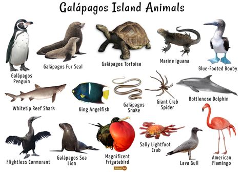 Galapagos Islands Animals List, Facts, and Pictures