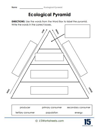 Ecological Pyramid Worksheets - 15 Worksheets.com