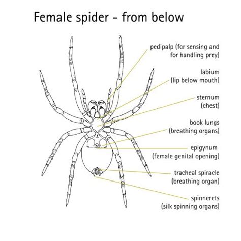 Spider Anatomy Diagram