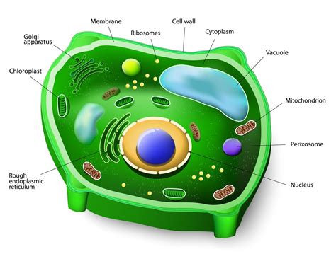 Plant Cell Parts - Biology Wise